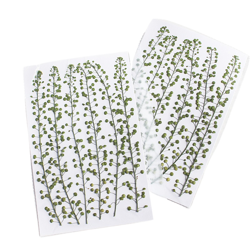 Cor natural verde sino grama p - Resin Craft Ideas avaliação e preço