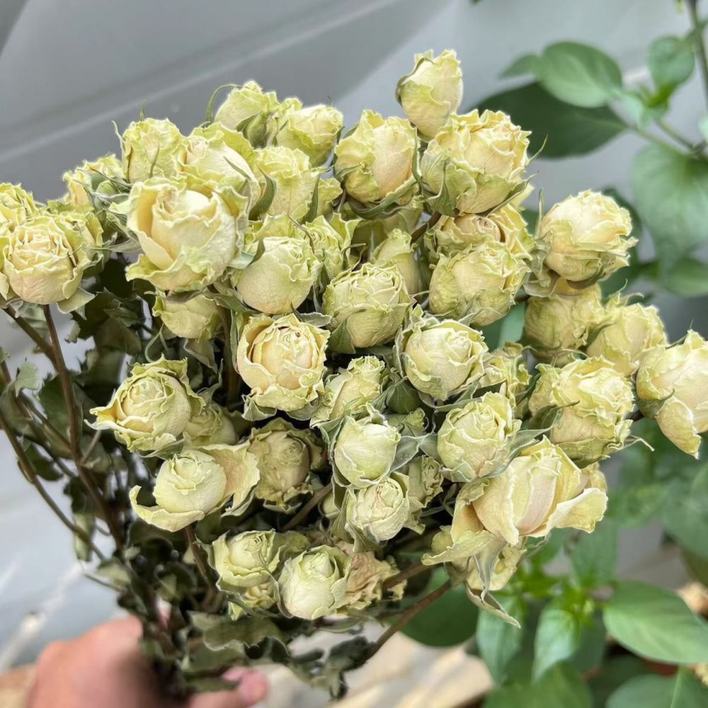 Ramos de rosas naturais preser - Resin Craft Ideas avaliação e preço