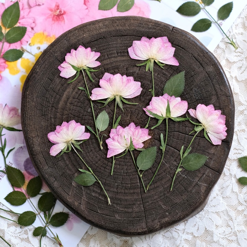 12 peças, Flores Secas Reais P - Resin Craft Ideas avaliação e preço