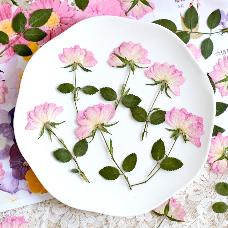 12 peças, Flores Secas Reais P - Resin Craft Ideas avaliação e preço